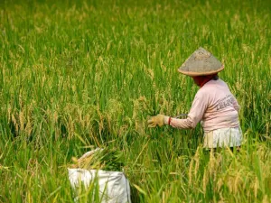 Petani memanen padi di Minggir, Sleman, D.I Yogyakarta, Kamis (25/4/2024). Badan Pusat Statistik (BPS) Daerah Istimewa Yogyakarta memprediksi produksi padi di DIY pada periode Januari-April 2024 menurun dibanding tahun 2023 dari 292,98 ribu ton menjadi sekitar 244,03 ribu ton yaitu turun 48,95 ribu ton atau 16,71 persen akibat masa panen yang mundur dampak El-Nino.

