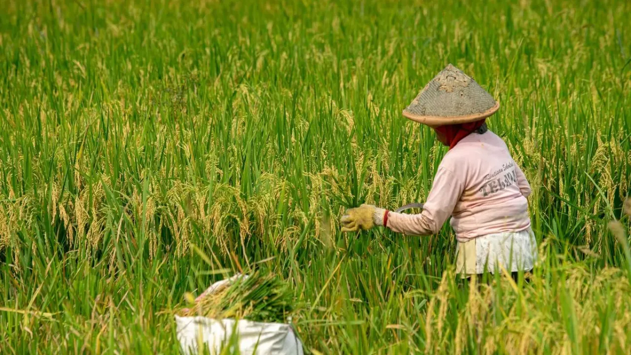 Petani memanen padi di Minggir, Sleman, D.I Yogyakarta, Kamis (25/4/2024). Badan Pusat Statistik (BPS) Daerah Istimewa Yogyakarta memprediksi produksi padi di DIY pada periode Januari-April 2024 menurun dibanding tahun 2023 dari 292,98 ribu ton menjadi sekitar 244,03 ribu ton yaitu turun 48,95 ribu ton atau 16,71 persen akibat masa panen yang mundur dampak El-Nino.
