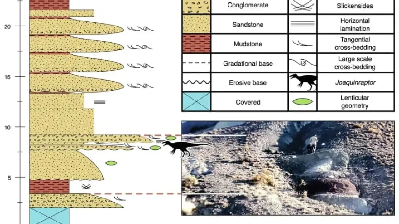 Stratigraphic column and photograph of Valle Joaquín showing the position of the horizon of the Lago Colhué Huapi Formation that yielded Joaquinraptor. (CREDIT: Nature Communications)