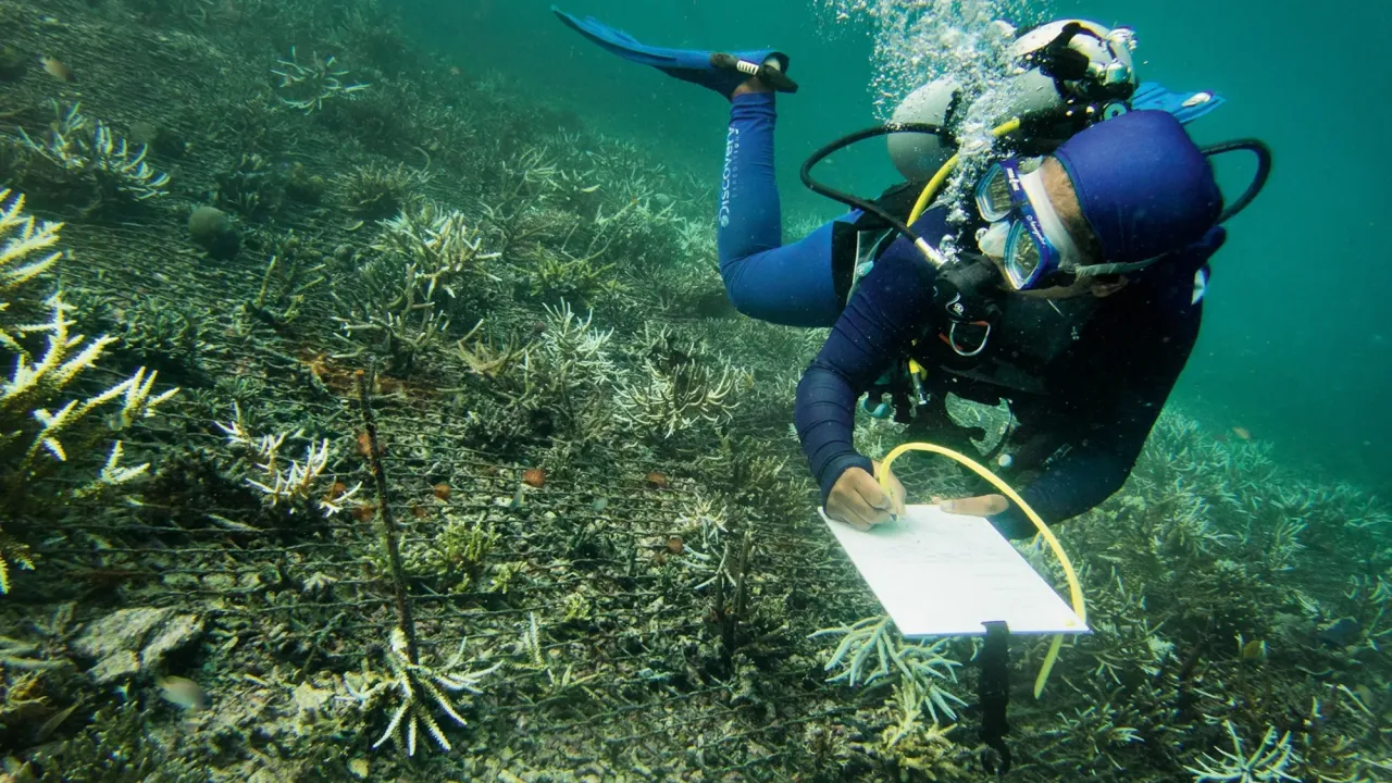 An underwater shot of a diver recording corals.