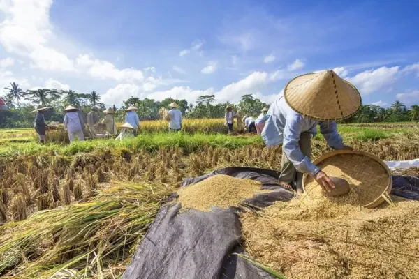 Cara daftar Petani Milenial 2024.