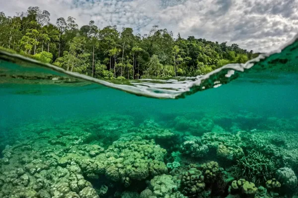 Many reefs in Raja Ampat sweep right up to the forested shores of the islands.