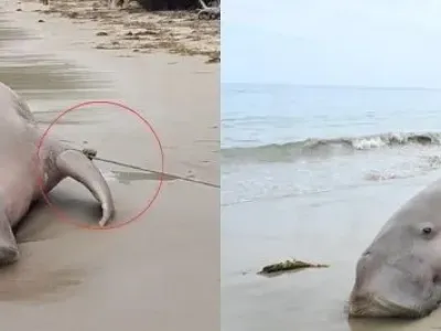 <span>Screenshot comparison between a picture in the misleading posts (L) and a corresponding photo from The Hindu newspaper</span>