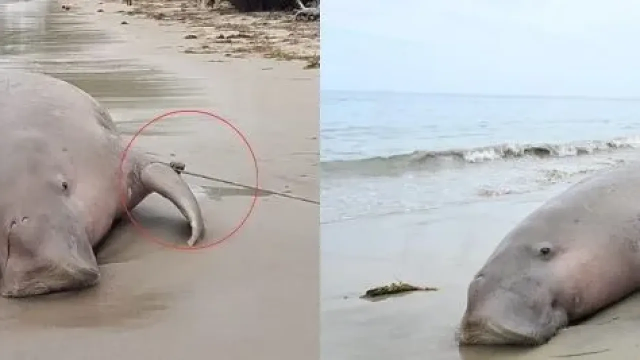<span>Screenshot comparison between a picture in the misleading posts (L) and a corresponding photo from The Hindu newspaper</span>