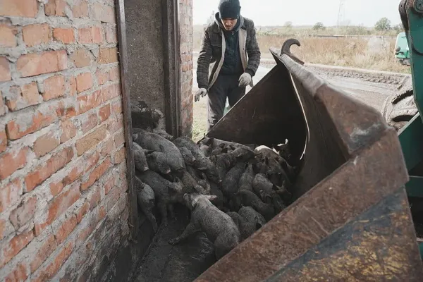 A farmer gathers surviving piglets at a farm hit by a Russian drone strike on Oct. 3, 2025, in Kharkiv Oblast, Ukraine. / Credit: Viktoriia Yakymenko/Suspilne Ukraine/JSC "UA:PBC"/Global Images Ukraine via Getty Images