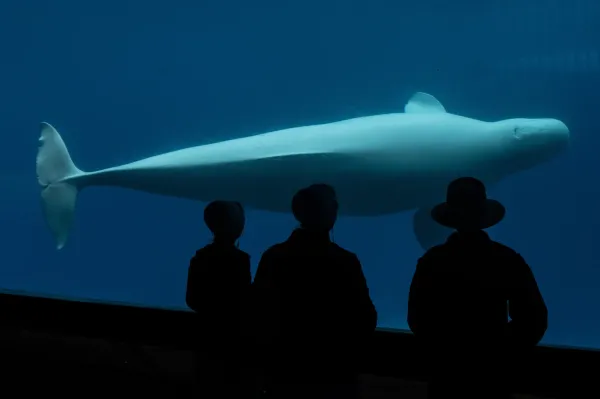 Visitors watch as a beluga whale swims in a tank at Marineland amusement park in Niagara Falls, Ontario, Canada, June 9, 2023. (Chris Young/The Canadian Press via AP)(ASSOCIATED PRESS)