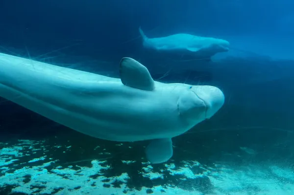 Beluga whales swim in a tank at Marineland amusement park in Niagara Falls, Ontario, Canada, June 9, 2023. (Chris Young/The Canadian Press via AP)(ASSOCIATED PRESS)