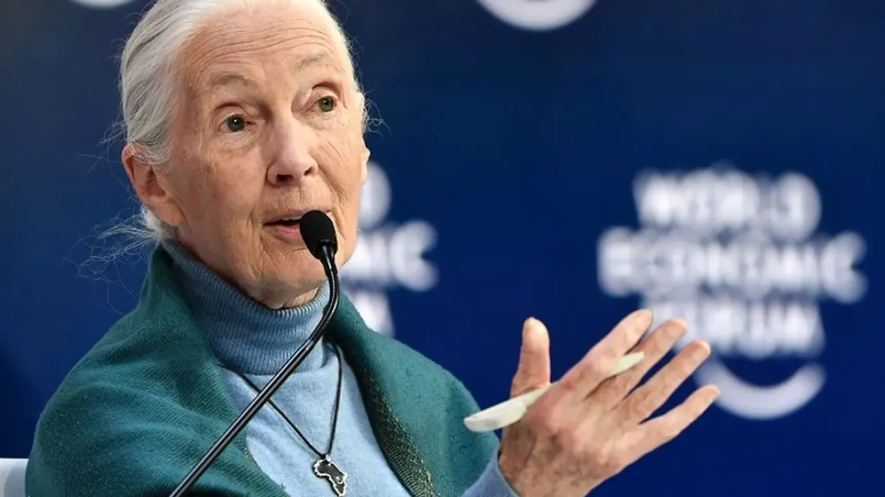 Dalam file ini foto yang diambil pada 22 Januari 2020 Jane Goodall Utusan Damai PBB, berbicara di Mengamankan Masa Depan Berkelanjutan untuk Amazon, selama Forum Ekonomi Dunia di Davos, Swiss. - Primatolog Inggris terkenal di dunia Jane Goodall, 82 tahun, mengatakan pada 11 April 2020, pandemi coronavirus disebabkan oleh pengabaian manusia terhadap alam dan rasa tidak hormat pada hewan