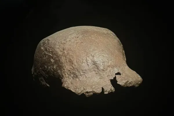 Fosil Homo erectus temuan Eugene Dubois dikembalikan Belanda ke Indonesia. (Sumber: Menteri Kebudayaan Fadli Zon) 