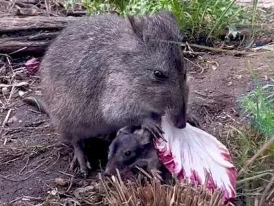 A potoroo joey resting under its mum who is eating a salad leaf.